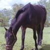 Pferd grast