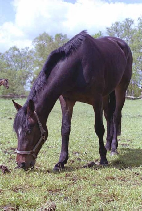 Pferd grast