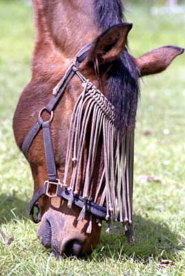 Pferd grast