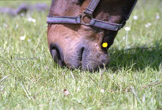Detail: Pferd grast