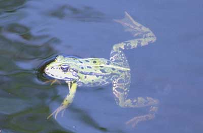 Wasserfrosch
