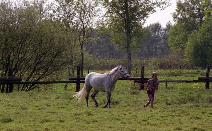 Pferd holen