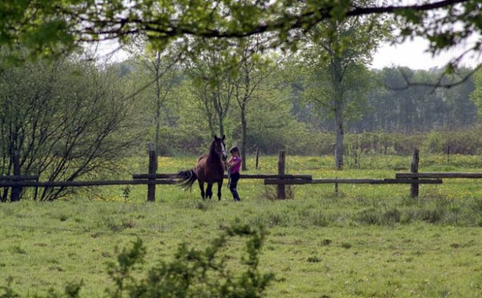 Pferd holen