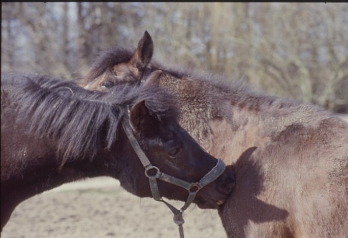 \"Selbst\"-Fellpflege