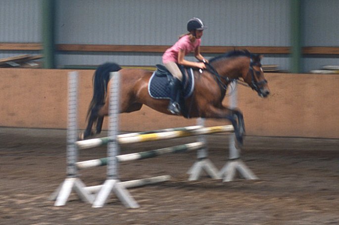 Springreiten - Studie