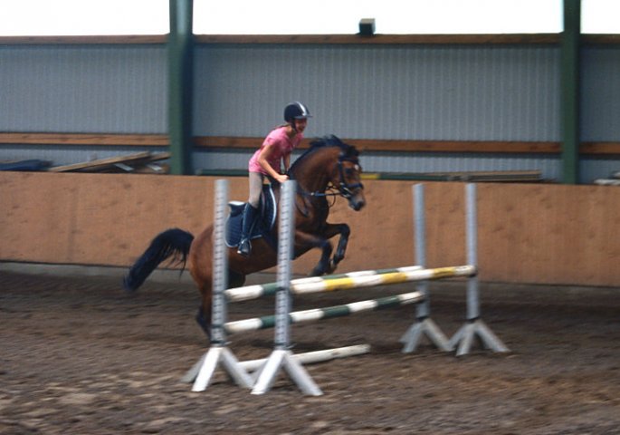 Springreiten - Studie