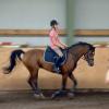 Springreiten - Studie