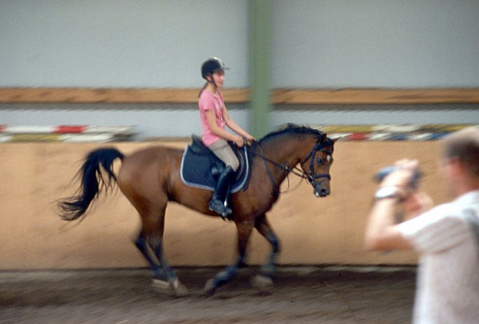 Springreiten - Studie