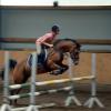 Springreiten - Studie