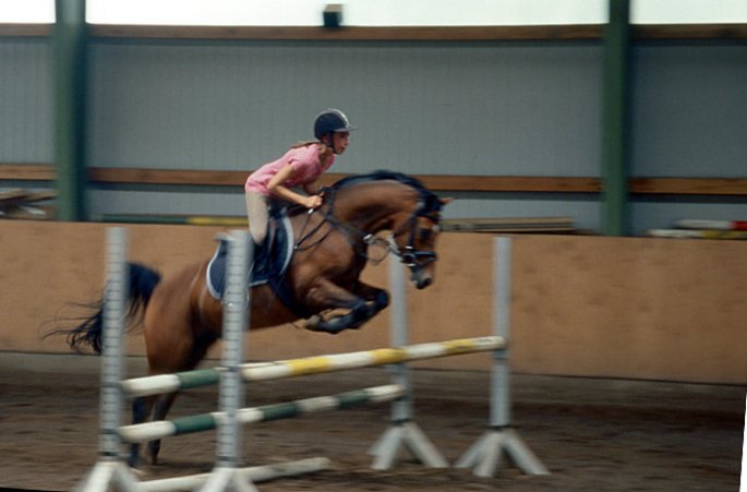 Springreiten - Studie
