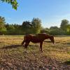 altes Pferd