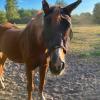 altes Pferd