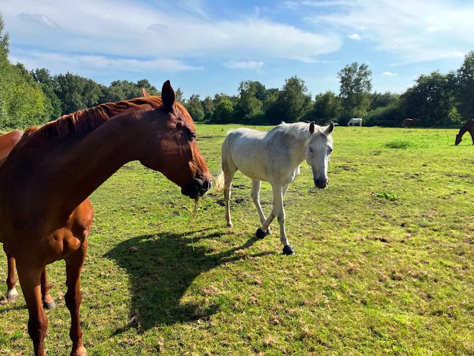 entspanntes Weideleben
