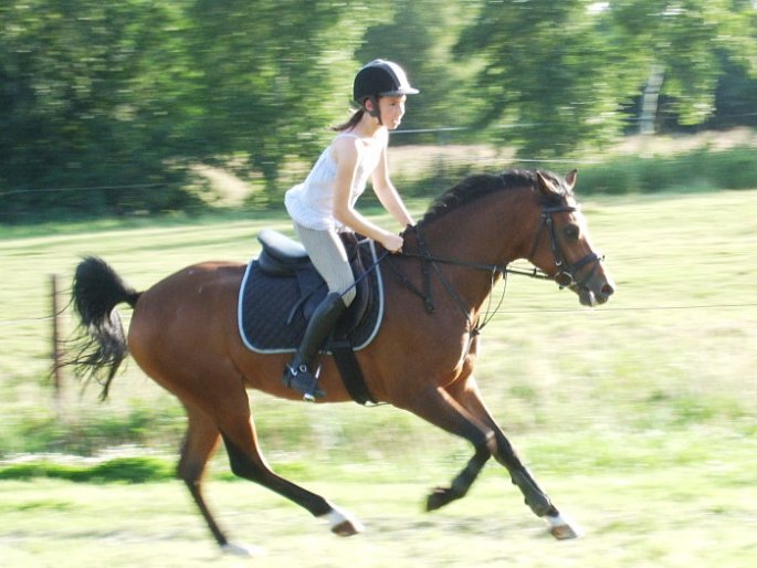 Springreiten