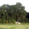 Springreiten