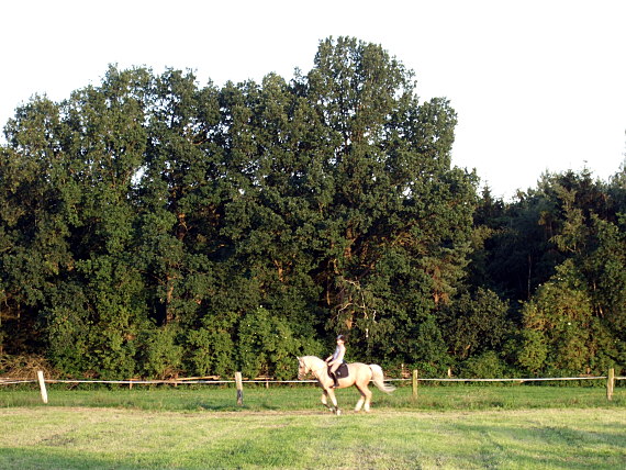 Springreiten