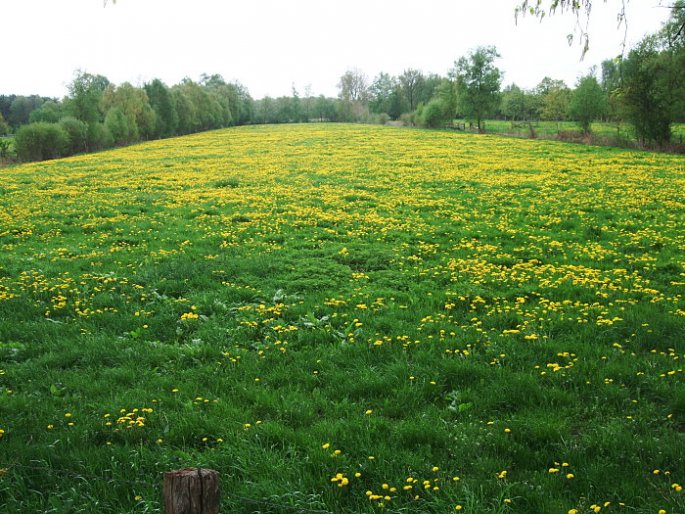 LÃ?Â¶wenzahn-Wiese