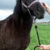 Blacky