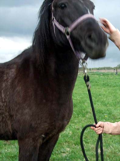 Blacky