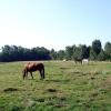 Pferdeweide