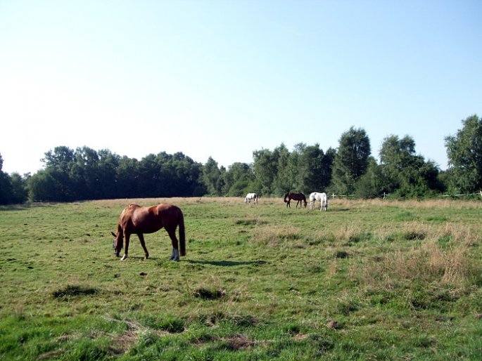 Pferdeweide
