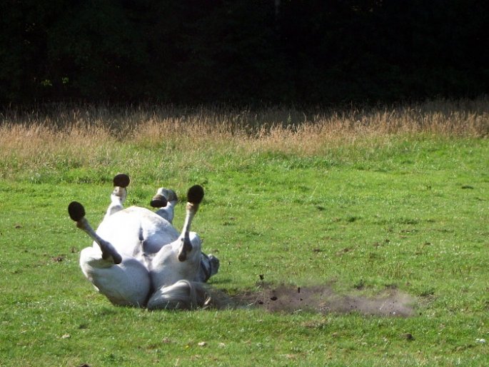 Pferdeweide
