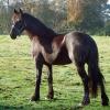 Der Friese