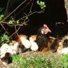 Henne mit KÃ?Â¼cken