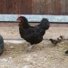 Mehr HÃ?Â¼hner
