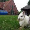 Kaninchen