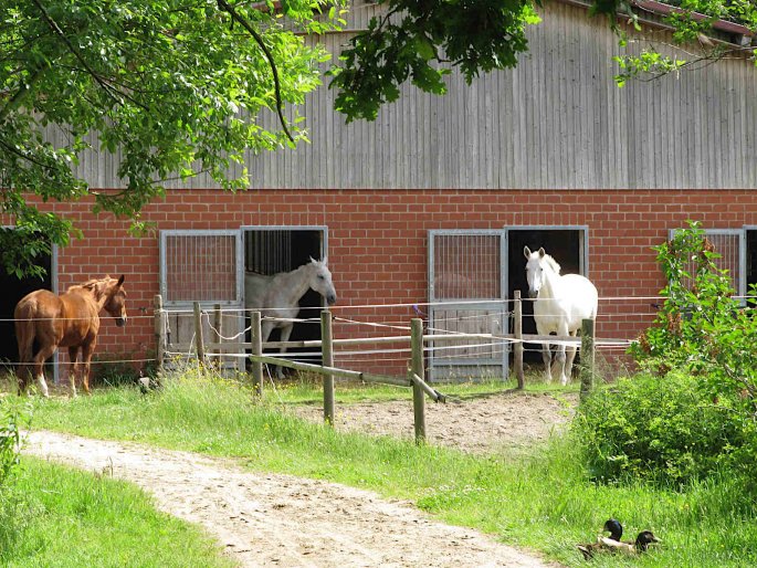 pferdeboxen austritt