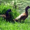 Enten