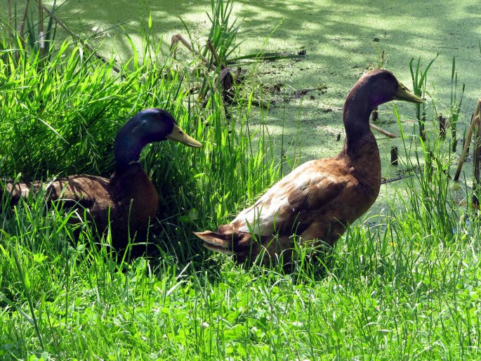 Enten