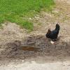 Huhn, letztes Kücken