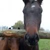 ZaungÃ?Â¤ste beobachten