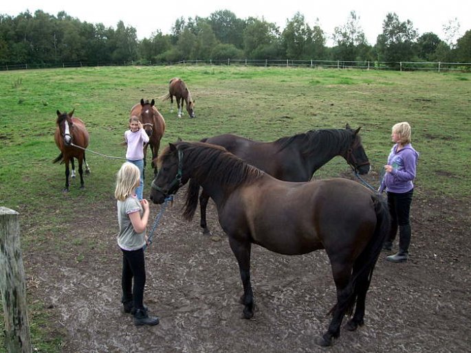 Pferde zum Reiten von der Weide holen 