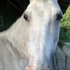 Sternenfee-Portrait