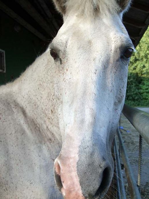 Sternenfee-Portrait