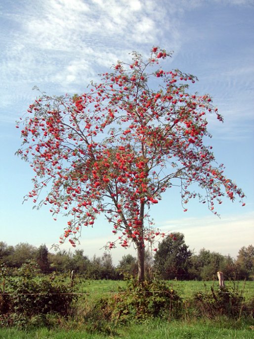 Beeren fÃ?Â¼r VÃ?Â¶gel