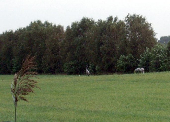 Kraniche