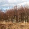Birkengruppe im Moor