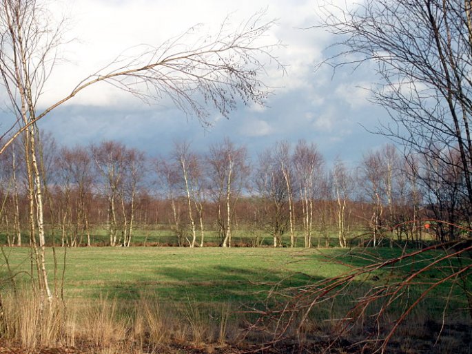 Wiesen und Birkenreihen