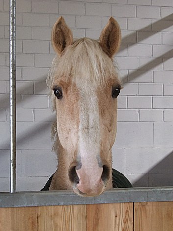 der Blonde