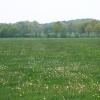 Wiese