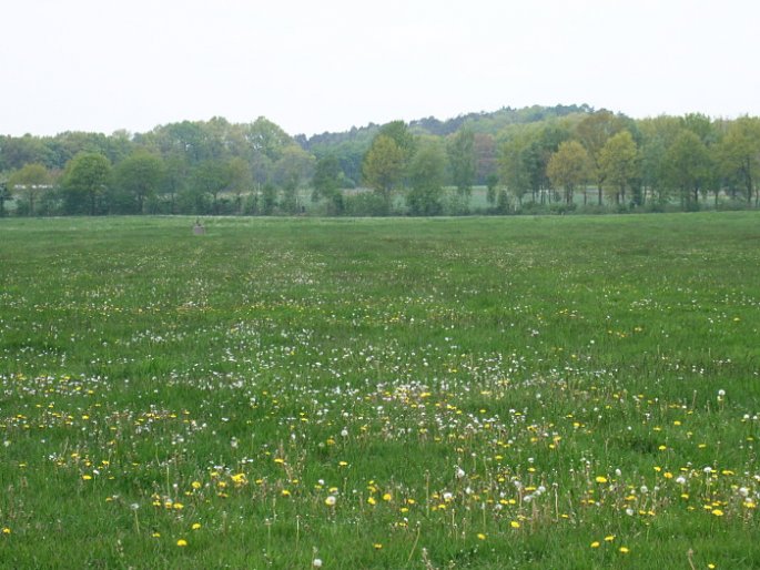 Wiese