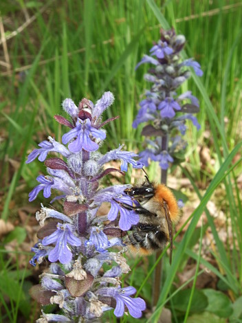 Hummel an GÃ?Â¼nsel