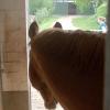 Blick aus der Pferdebox
