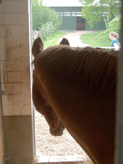 Blick aus der Pferdebox