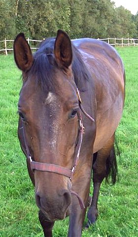 Pferd