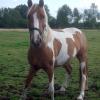 Pony